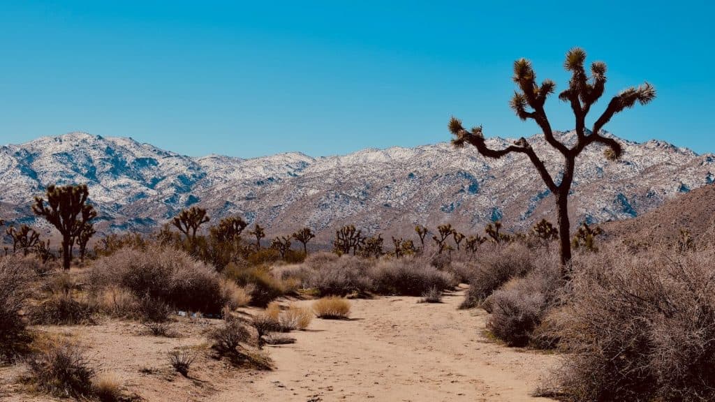 bare tree on brown field during daytime